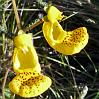Topa Topa (Queen's Slipper) - native